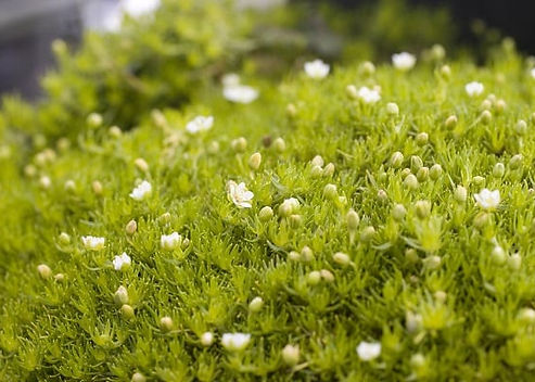 Sagina subulata ‘Aurea’