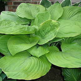 Hosta spp.