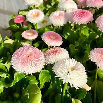 Bellis perennis