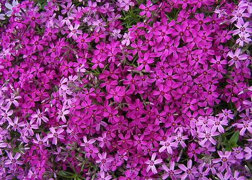 Phlox subulata