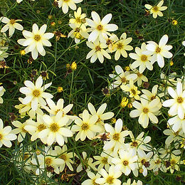 Coreopsis verticillata