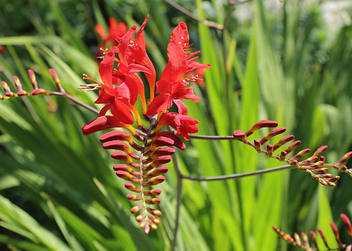 Crocosmia ‘Lucifer’
