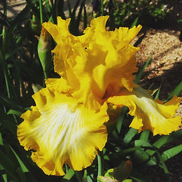 Iris x hybrida