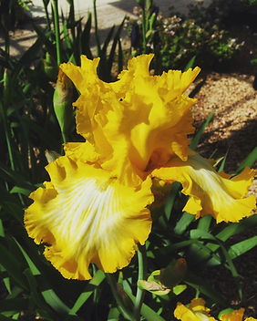 Iris x hybrida
