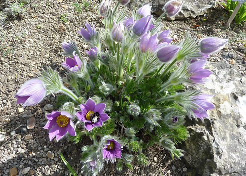 Pulsatilla vulgaris