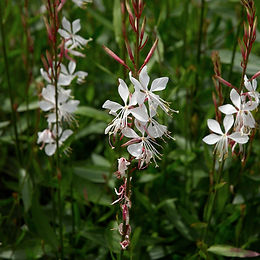 Gaura lindheimeri