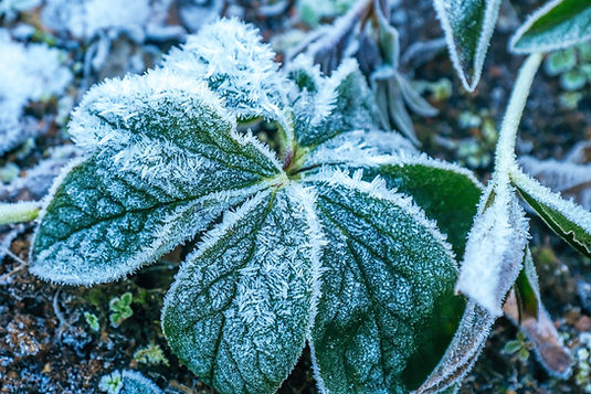 Hellebore foliage under frost