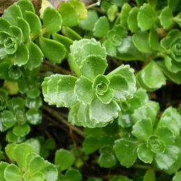 Sedum spurium