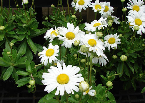Leucanthemum x superbum