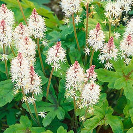 Tiarella cordifolia