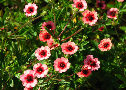 Potentilla nepalensis ‘Miss Willmott’ or ‘Ron McBeath’