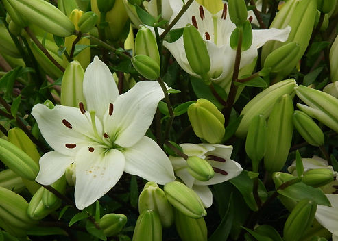 Lilium x asiatica