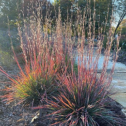 Schizachyrium scoparium ‘Standing Ovation’