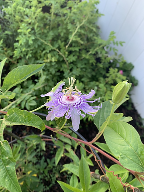 Passiflora incarnata