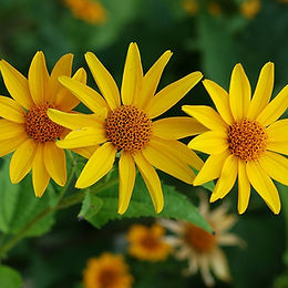 Heliopsis helianthoides