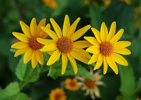 Heliopsis helianthoides