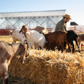 ¿Qué es el Régimen de AGAPES? Una guía para agricultores y ganaderos