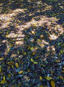 Fallen Leaves