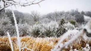 Winter landscape covered in frost illustrating freezing ground conditions associated with the frost line.