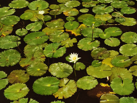 El Obstáculo #1 para la Paz: Cómo Dejar de Creerle al "Narrador" en tu Cabeza