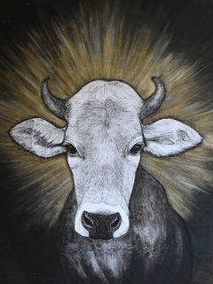 Rachel, portrait d'une vache