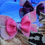 Thumbnail: video of multiple colors butterfly dog hair bows