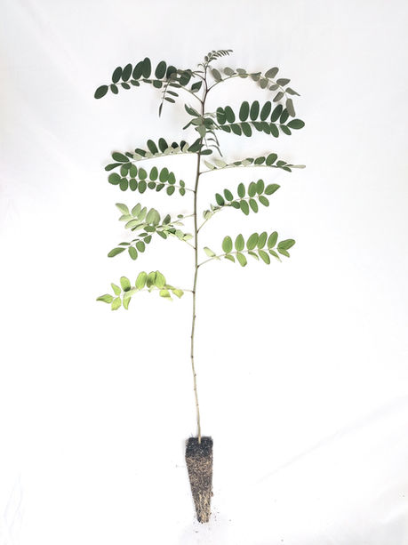 Robinia_pseudoacacia_False acacia_cell_grown_devon_tree_nursery