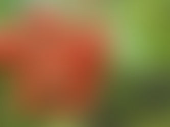 Rowan Sorbus aucuparia tree with red berries for sale at Devon Tree Nursery