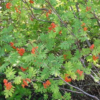 Rowan (Sorbus aucuparia) mature tree. Photo credit: Martin Olsson Wikipedia