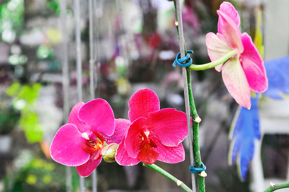 Espaço Brilho da Lua