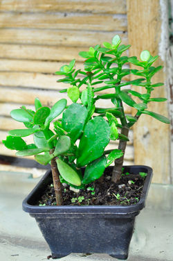 Espaço Brilho da Lua