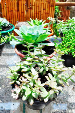 Espaço Brilho da Lua