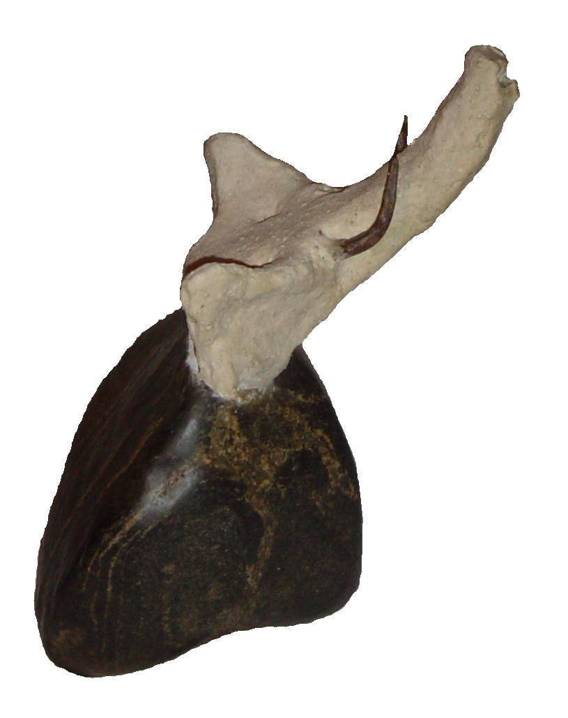 Elefante