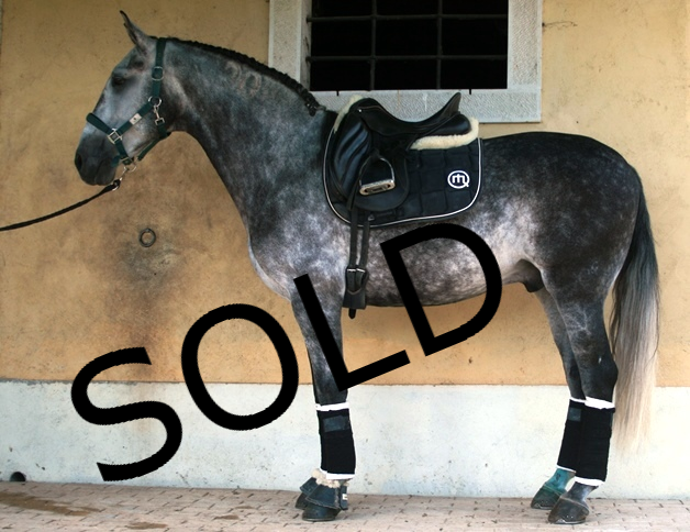 Bacatum (gelding)