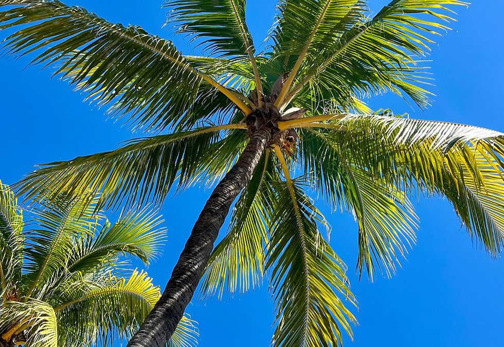 7393 SW 79th Court Miami FL 33143.png