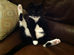 Purrsia (Gertrude Stein Parody) (written 2020)