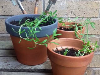 A Green Fingered Plant Killer