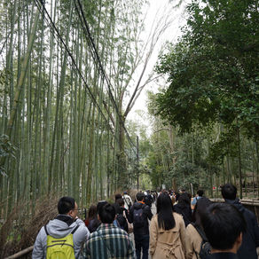 Bambouseraie d'Arashiyama