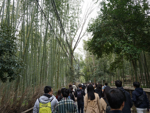 Bambouseraie d'Arashiyama