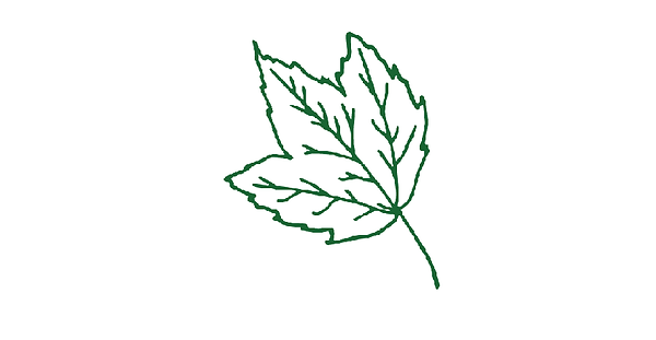 Maple.png