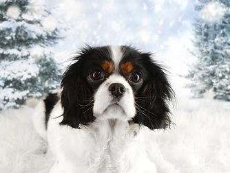 Cavalier King Charles AKC OFA