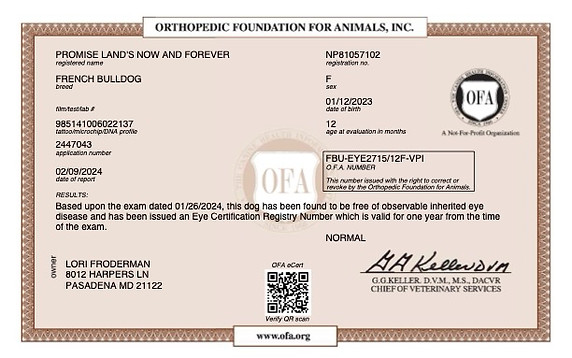 PROMISE LAND_S NOW AND FOREVER EYES 01_26_2024 EYES copy.jpg