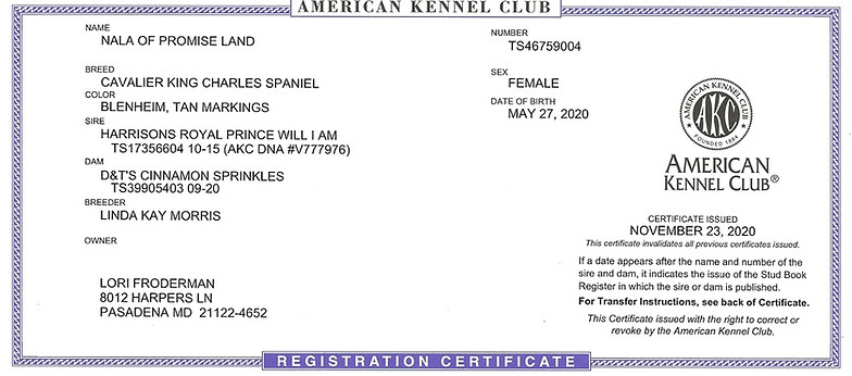 Cavalier King Charles  AKC OFA 