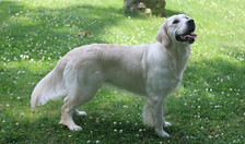 AKC Golden Retriever OFA