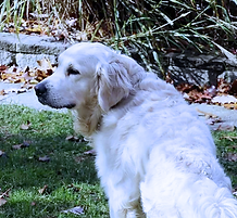 Screenshot 2024-12-28 at 2(3).png