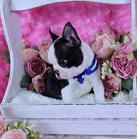 Boston Terrier AKC Puppies