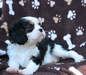 King Charles Cavalier -Promise Land 