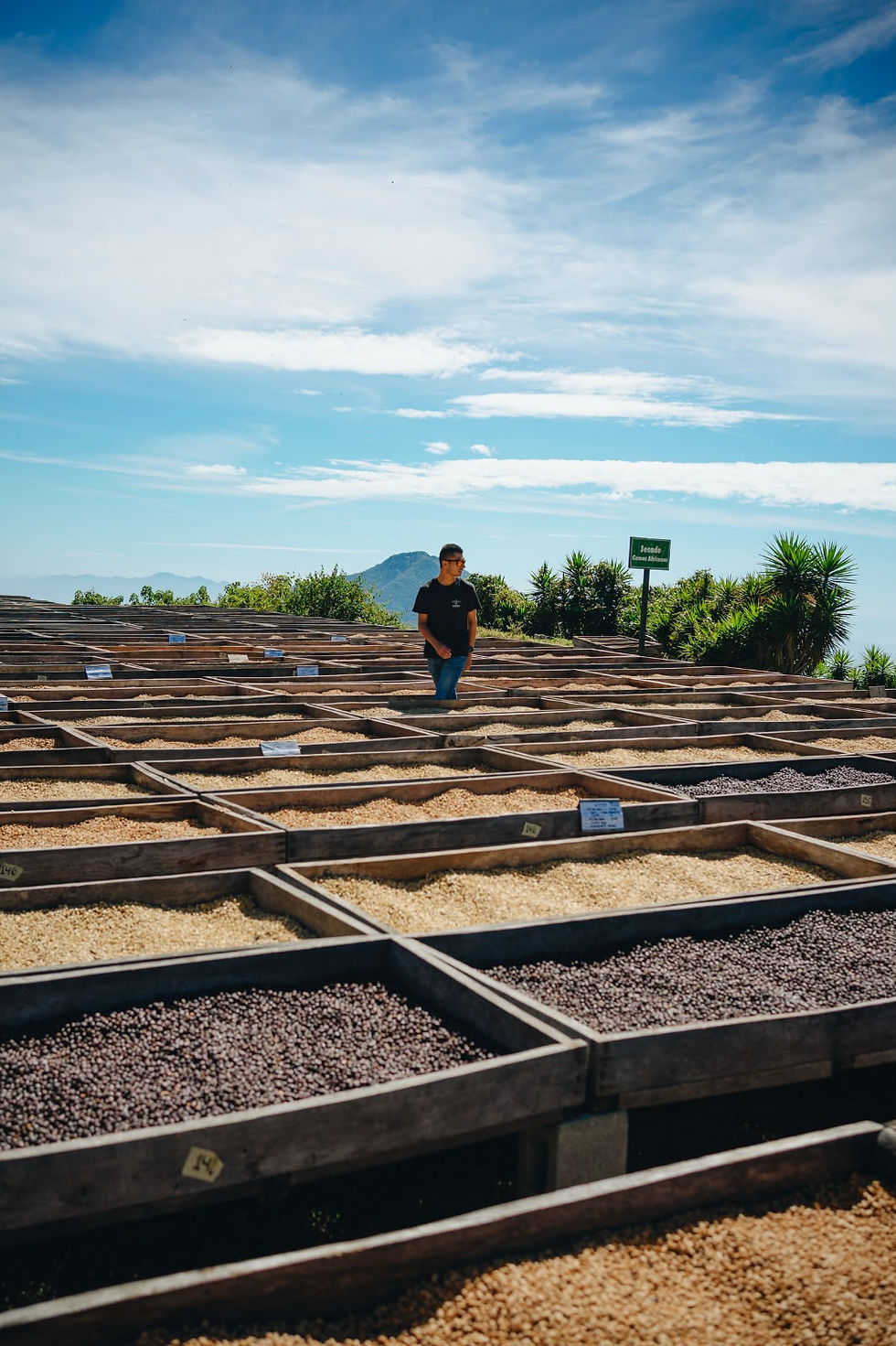 Café varietal Gesha Experimental de Finca Los Pirineos El Salvador procesado con métodos de innovación.