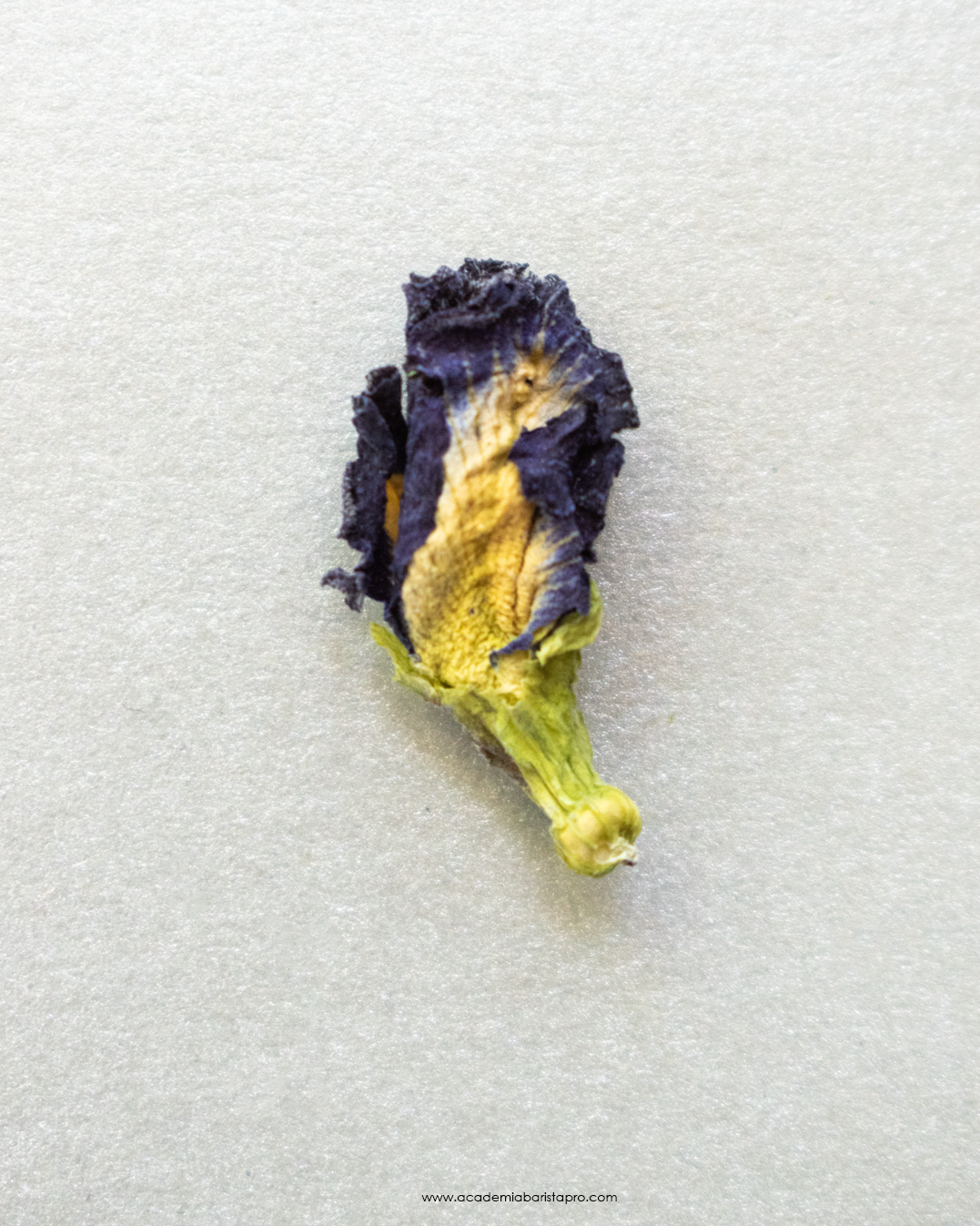 Flor Butterfly Blue Pea