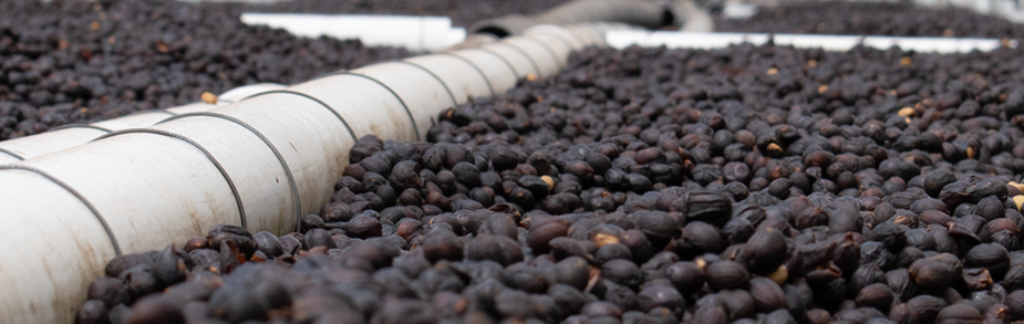 Secado lento café Pacamara natural camas elevadas micromolino ABP